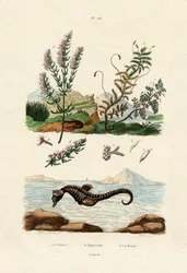 Hipnean, 1833-39
